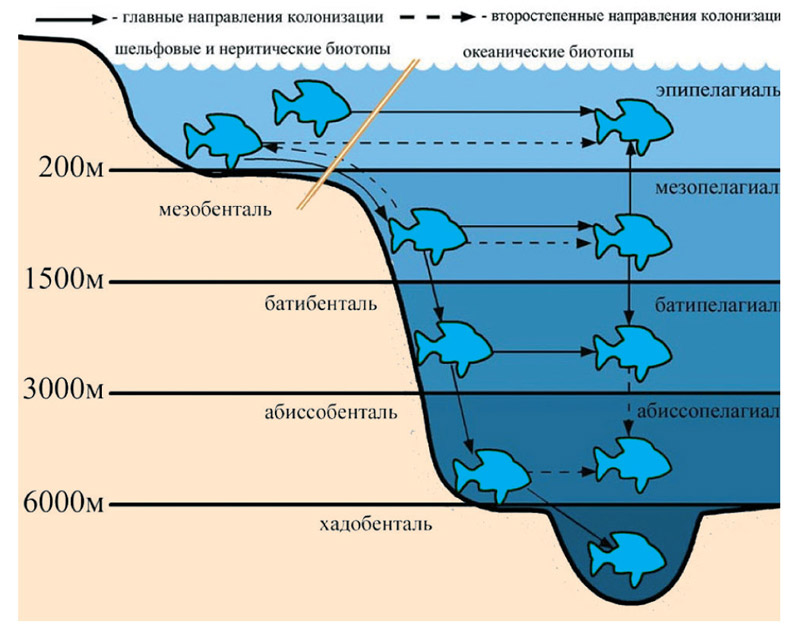 Colonization of ocean biotopes by fish