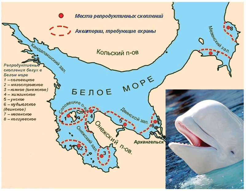 Localization of pre-natal schools of porpoises (Delphinaterus leucas Pall.) -their critical habitats in the White Sea