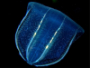 Predatory comb jelly found in the Caspian Sea