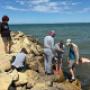 Institute of Oceanology of the Russian Academy of Sciences: fuel oil spill did not have a fatal impact on the coastal ecosystem of the Black Sea