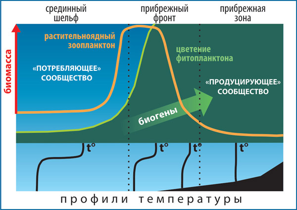 Схема формирования высокой биологической продукциив зоне гидрофизического фронта