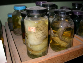 kollection gebruk 2