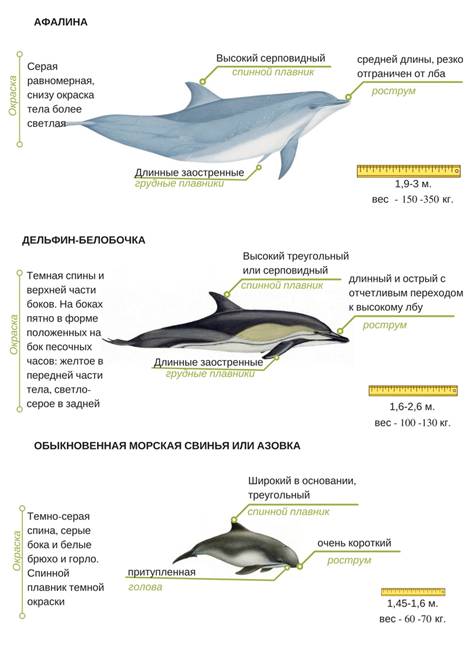 размер дельфина