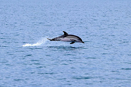 dolphin t