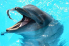 Стоит ли закрывать дельфинарии в России? - комментарий эксперта