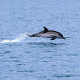 &quot;Роснефть&quot; представила итоги проекта по изучению черноморских дельфинов