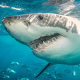Хур-гадская акула. Египет закрывает пляжи