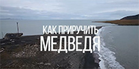 Как приручить медведя