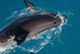 Ученые ИО РАН при поддержке «Роснефти» провели авиационный учет дельфинов Черного моря