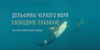 Дельфины Черного моря. Свободное плавание