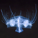 Ученые оценили риски для купания из-за появления медуз в водоемах Москвы
